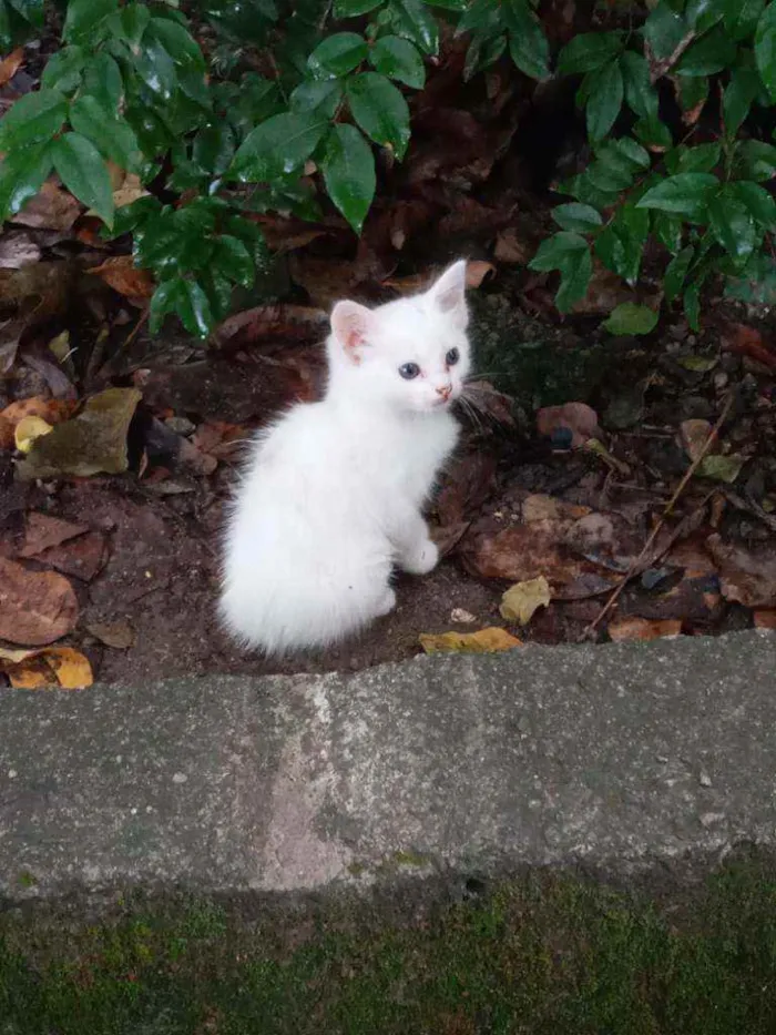 Gato ra a Srd idade 1 ano nome Branquinha