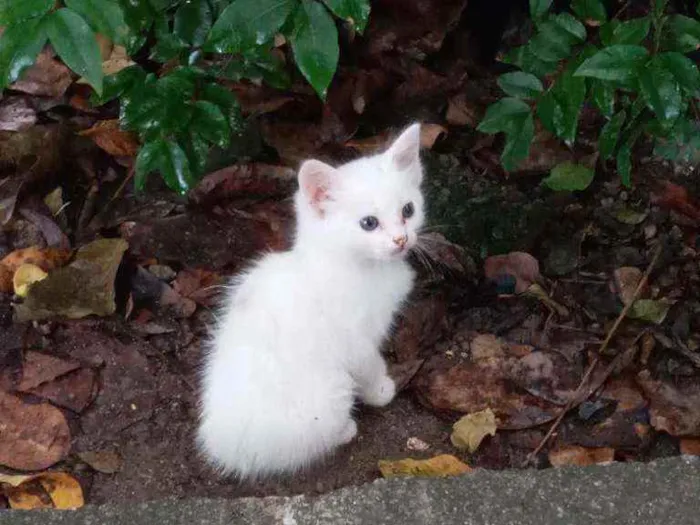 Gato ra a Srd idade 1 ano nome Branquinha