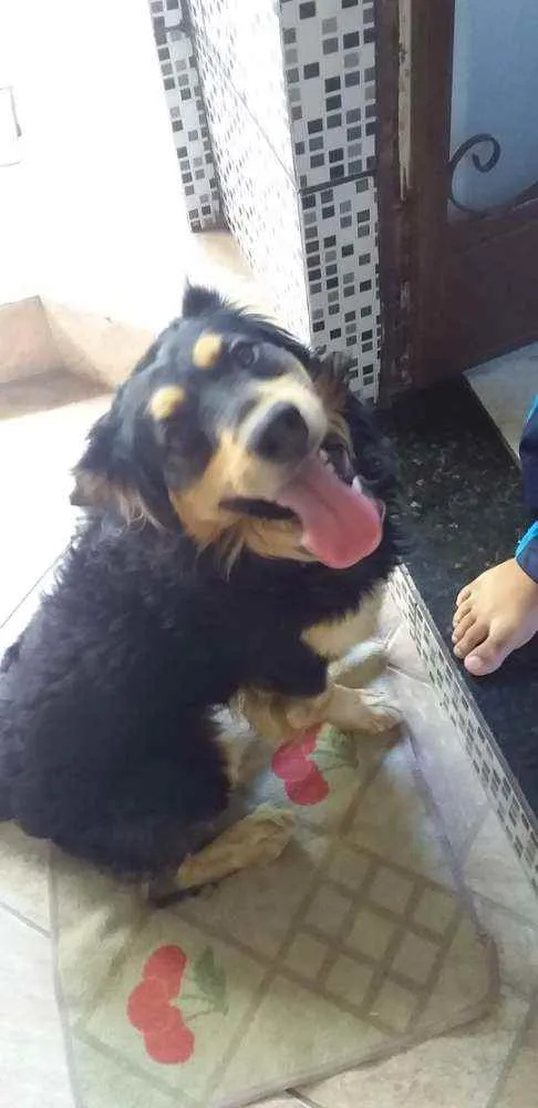 Cachorro ra a Indefinida idade 2 anos nome Sansão 