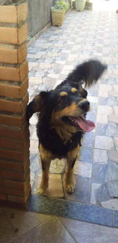 Cachorro ra a Indefinida idade 2 anos nome Sansão 