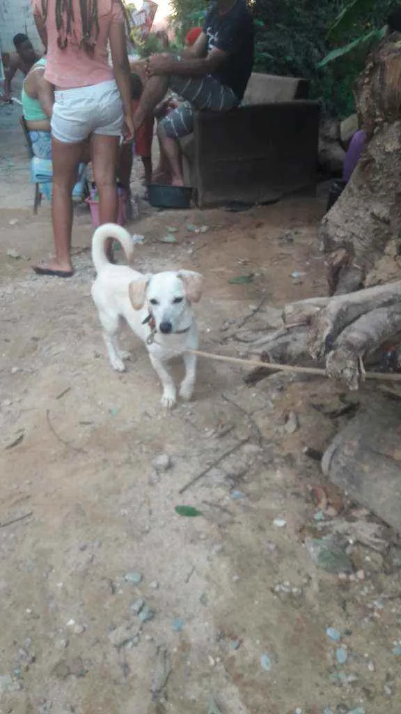 Cachorro raça Vira  lata   idade 1 ano nome DanieDaniel