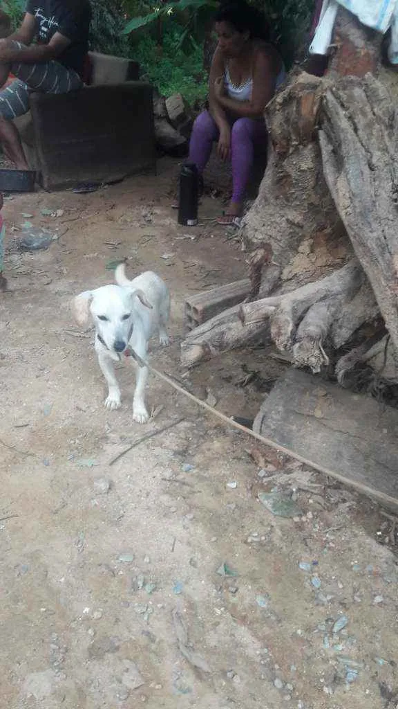 Cachorro raça Vira  lata   idade 1 ano nome DanieDaniel