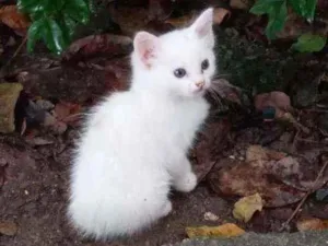 Gato raça Srd idade 1 ano nome Branquinha