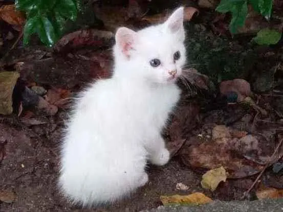 Gato ra a Srd idade 1 ano nome Branquinha