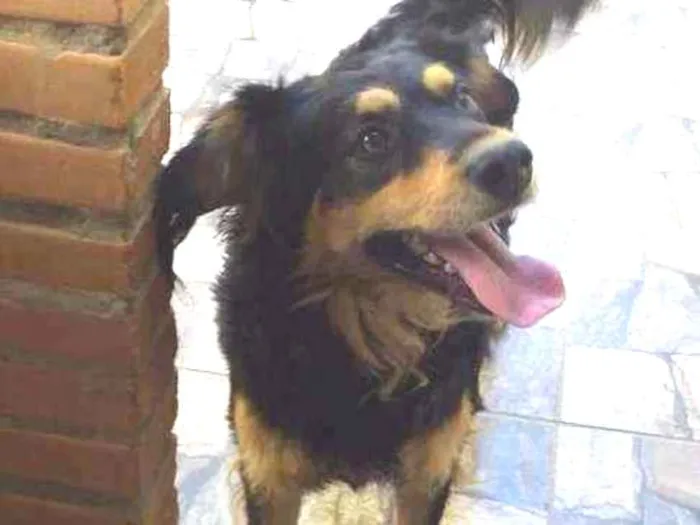 Cachorro ra a Indefinida idade 2 anos nome Sansão 