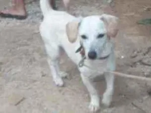 Cachorro raça Vira  lata   idade 1 ano nome DanieDaniel