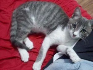 Gato raça  idade 2 a 6 meses nome Mimo