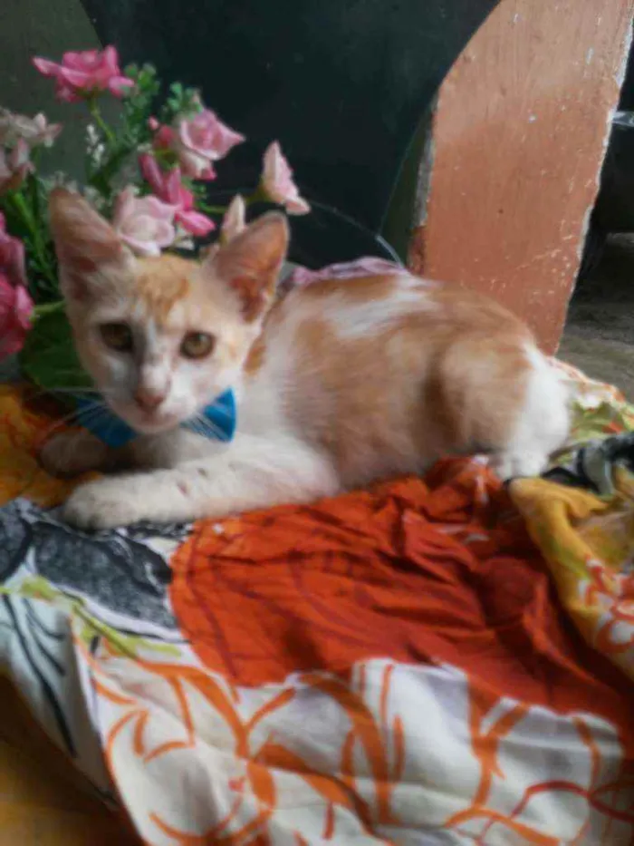 Gato ra a Comum idade 2 a 6 meses nome Princesa