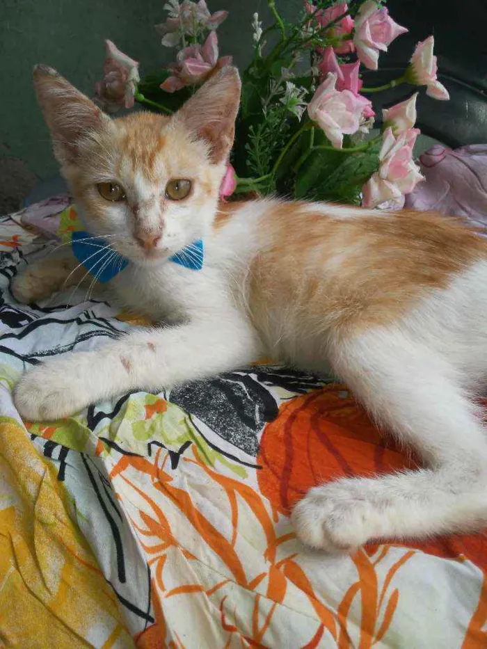 Gato ra a Diferente idade 2 anos nome Snafi