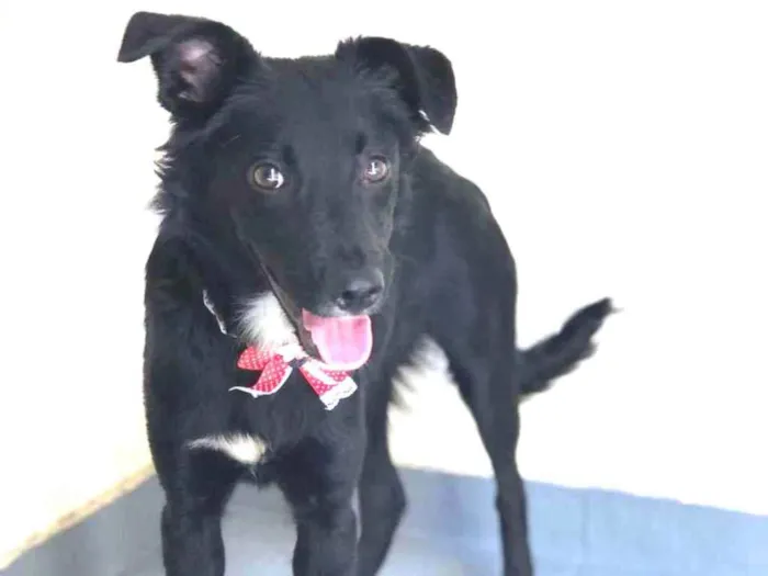 Cachorro raça Srd idade 7 a 11 meses nome Granola