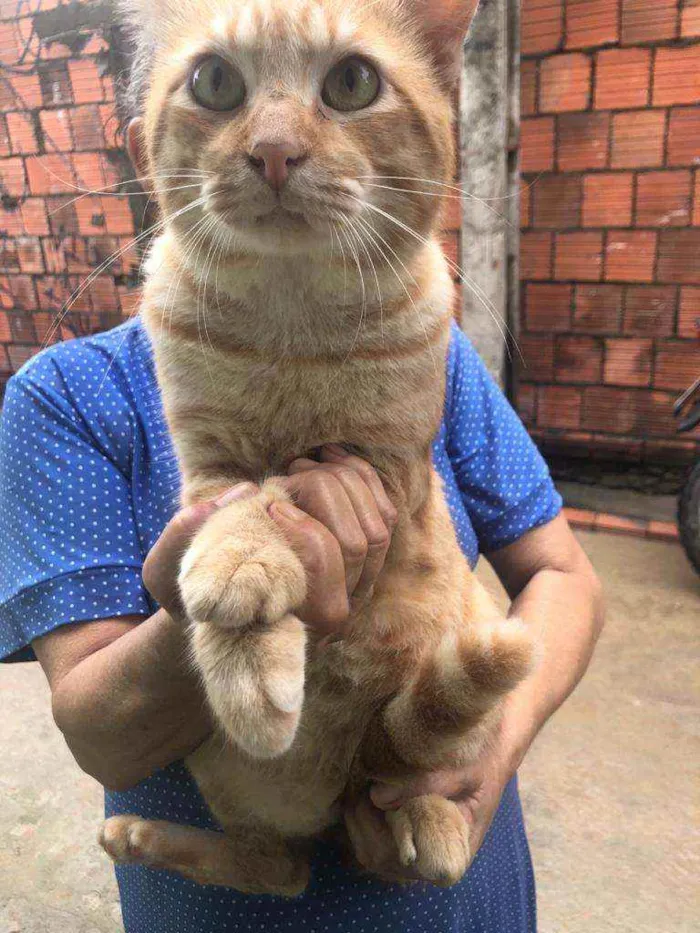 Gato ra a Diferente idade 2 anos nome Snafi