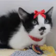 Pipoca 