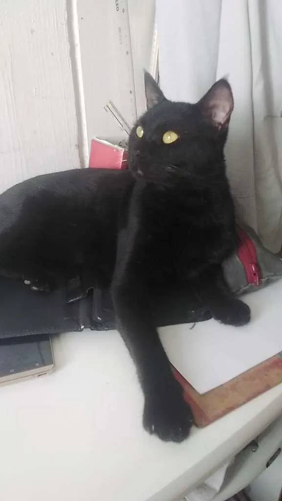 Gato ra a SRD-ViraLata idade 2 a 6 meses nome Apollo