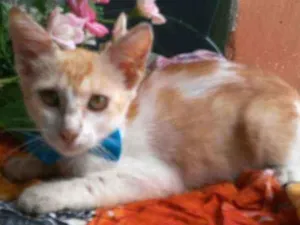Gato raça Comum idade 2 a 6 meses nome Princesa