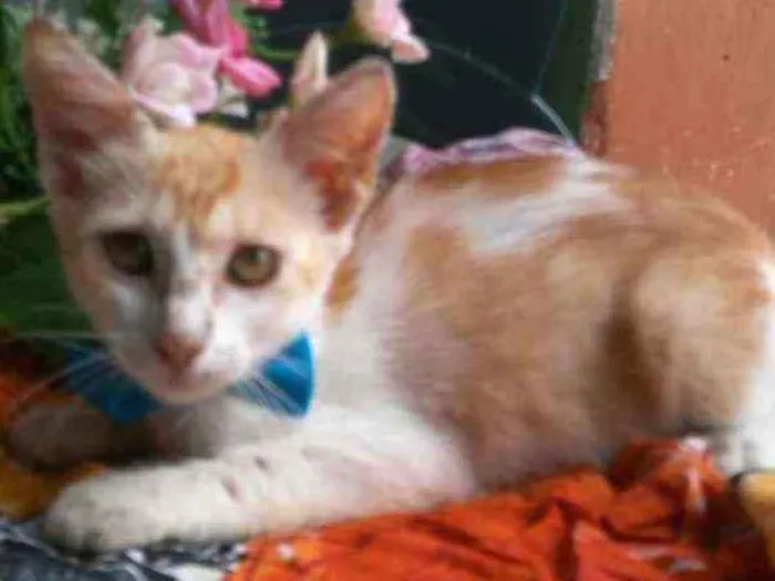 Gato ra a Comum idade 2 a 6 meses nome Princesa