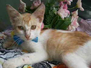 Gato raça Diferente idade 2 anos nome Snafi