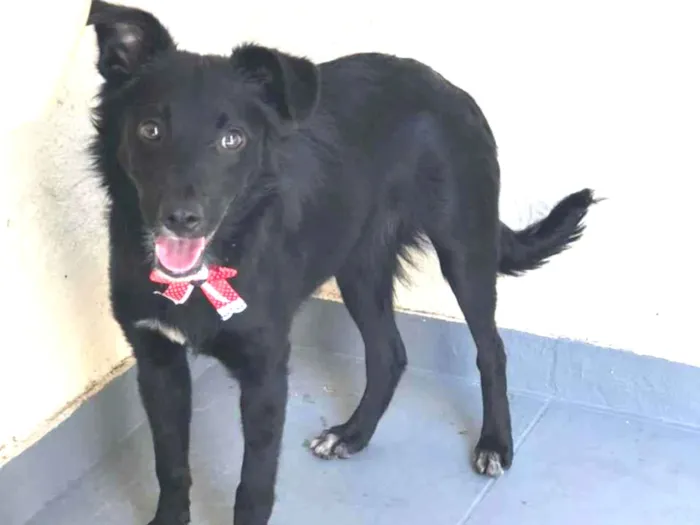 Cachorro raça Srd idade 7 a 11 meses nome Granola