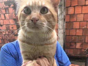 Gato raça Diferente idade 2 anos nome Snafi