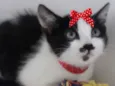 Pipoca 