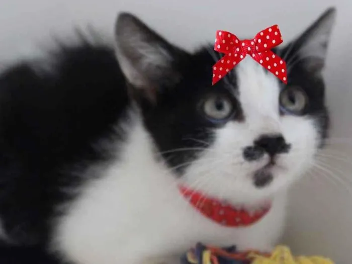 Gato ra a SRD  idade 2 a 6 meses nome Pipoca 