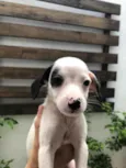 Cachorro raça Sem Raça Definida idade Abaixo de 2 meses nome Sem nome