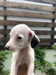 Cachorro raça Sem Raça Definida idade Abaixo de 2 meses nome Sem nome