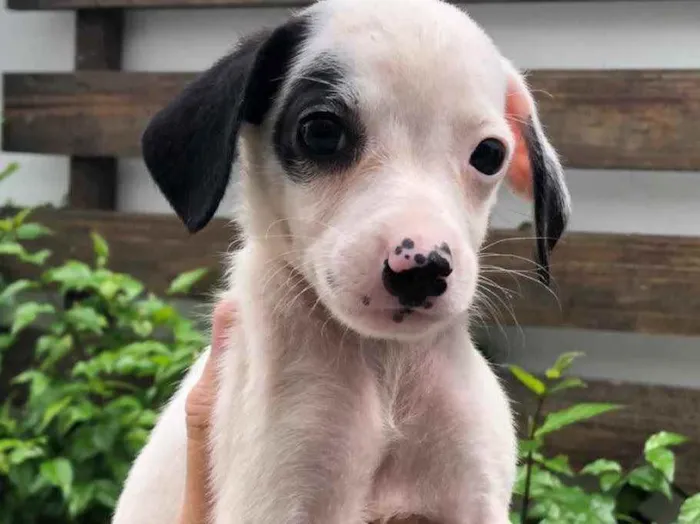 Cachorro raça Sem Raça Definida idade Abaixo de 2 meses nome Sem nome