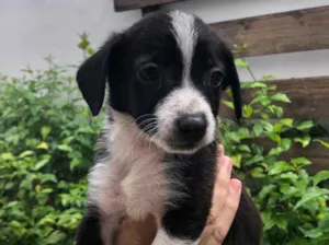 Cachorro raça Sem Raça Definida idade Abaixo de 2 meses nome Sem nome