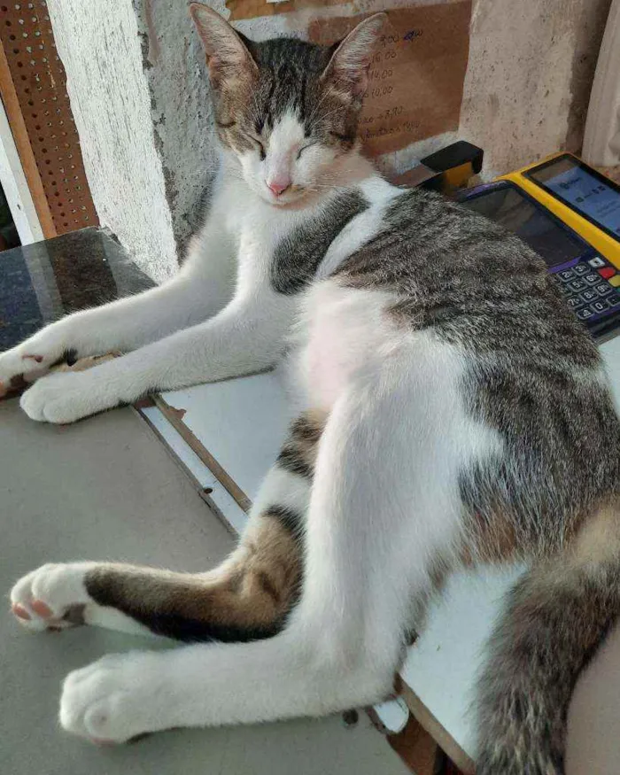 Gato ra a Sem raça  idade 2 anos nome Tena