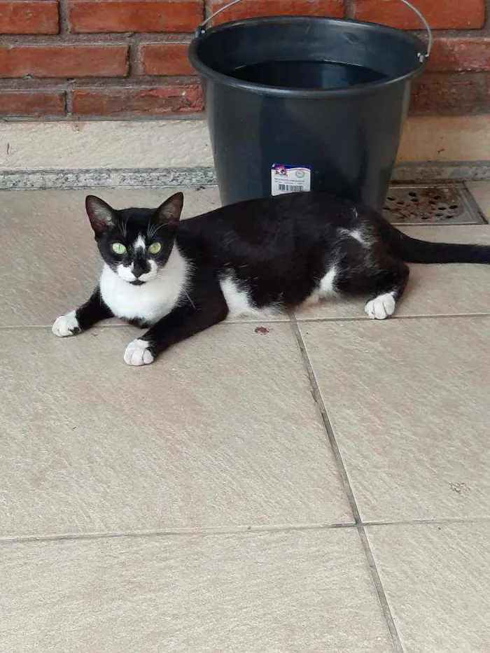 Gato ra a Sem raça  idade 2 anos nome Flor