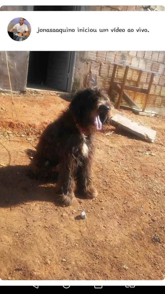 Cachorro raça Pode ser de raça talvez cao d  idade 2 a 6 meses nome Rex