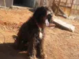 Rex