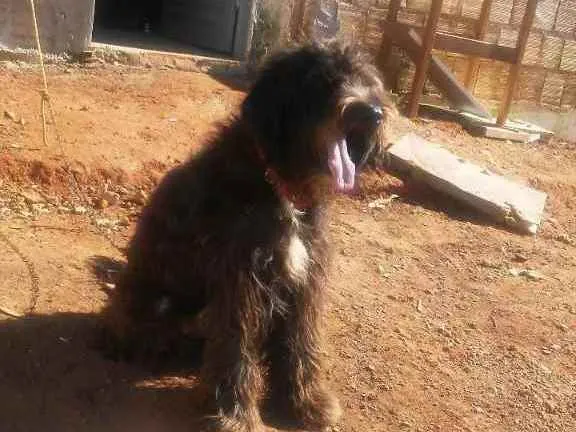 Cachorro raça Pode ser de raça talvez cao d  idade 2 a 6 meses nome Rex