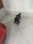 Pipoca