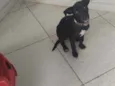 Pipoca