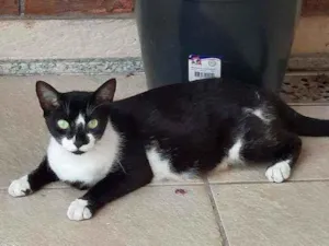 Gato raça Sem raça  idade 2 anos nome Flor