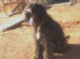 Rex