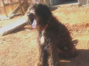 Cachorro raça Pode ser de raça talvez cao d  idade 2 a 6 meses nome Rex