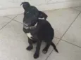 Pipoca