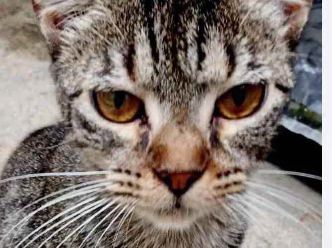 Gato raça Srd idade 2 a 6 meses nome Vicky Linda bebê