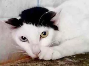 Gato raça Srd idade 1 ano nome Léo lindo demais 