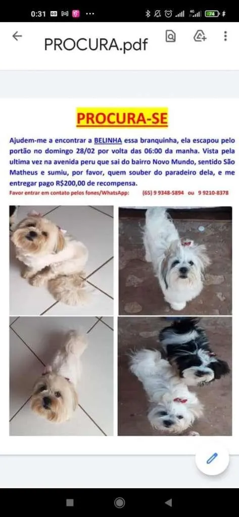 Cachorro ra a Lhasa Apso idade 4 anos nome BELINHA