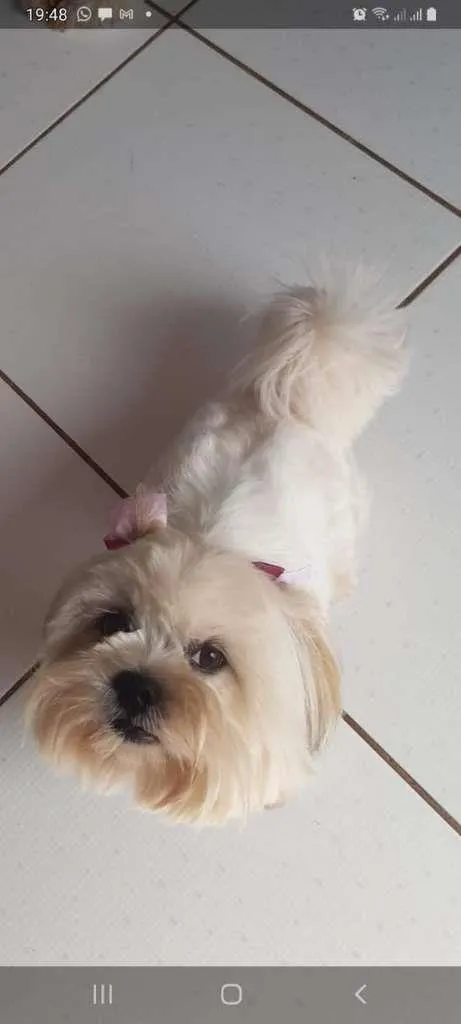 Cachorro ra a Lhasa Apso idade 4 anos nome BELINHA