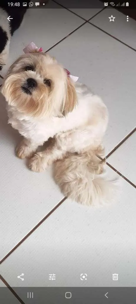 Cachorro ra a Lhasa Apso idade 4 anos nome BELINHA