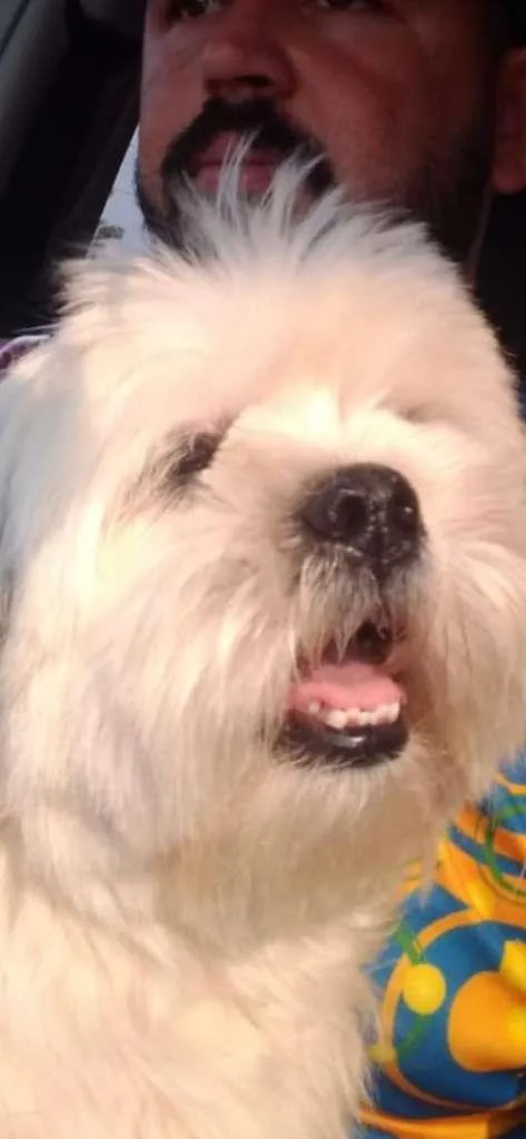 Cachorro ra a Lhasa Apso idade 4 anos nome BELINHA