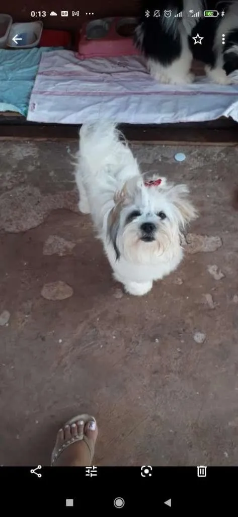 Cachorro ra a Lhasa Apso idade 4 anos nome BELINHA