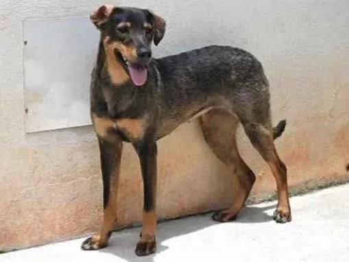 Cachorro raça Vira lata  idade 1 ano nome Mary