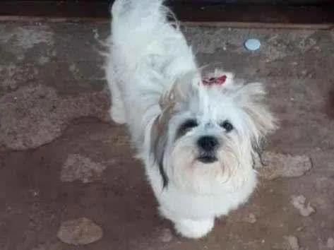 Cachorro ra a Lhasa Apso idade 4 anos nome BELINHA