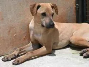 Cachorro raça Vira lata  idade 1 ano nome Alvaro 