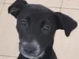 Cachorro raça Vira lata  idade 7 a 11 meses nome Bebel